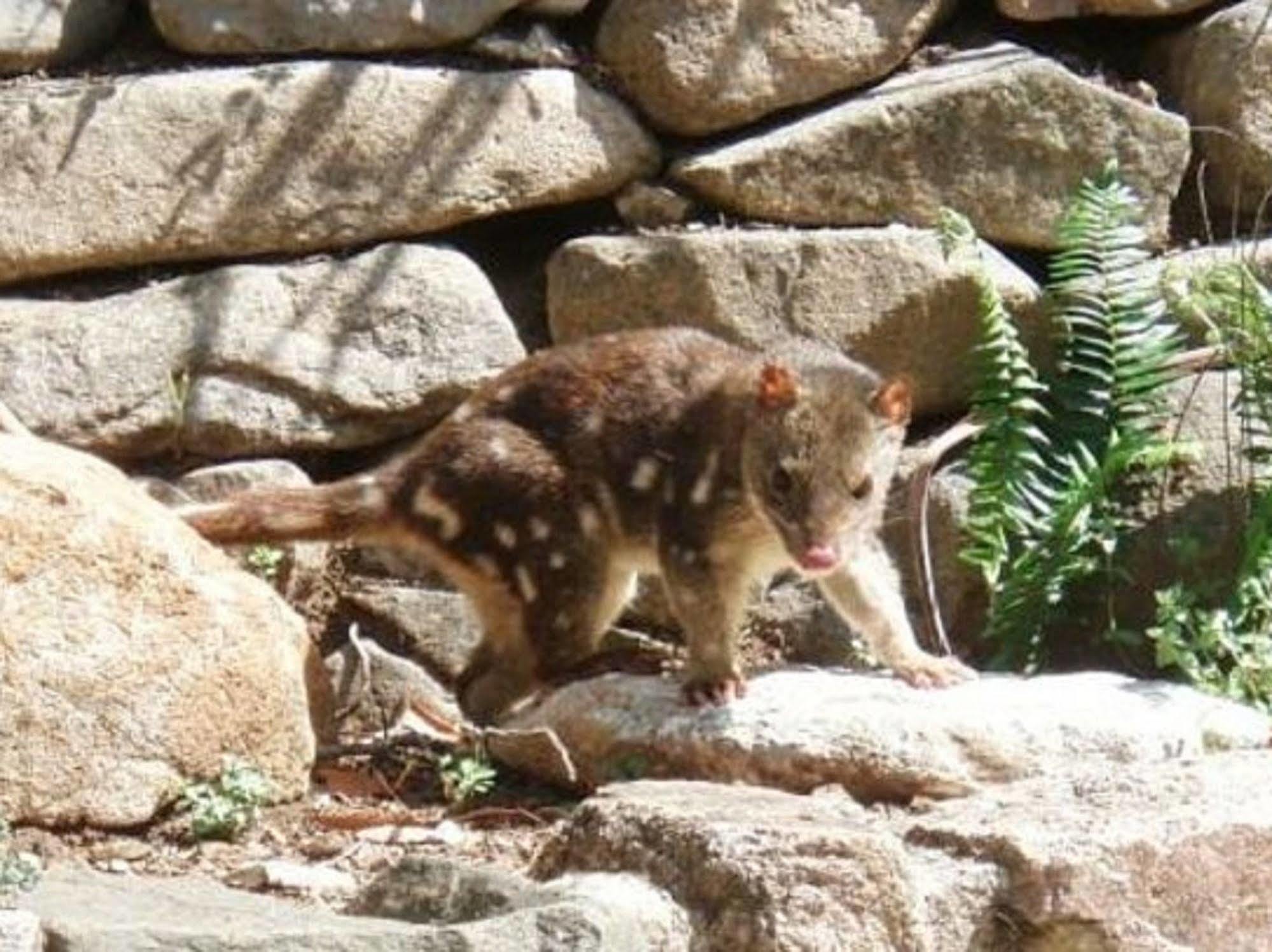 מלון Jenolan Caves House מראה חיצוני תמונה